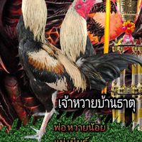 ส.สัมฤทธิ์ฟาร์มไก่ชนหนองขาม