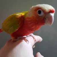 新北售寵物太平洋鸚鵡手養幼鳥、中鳥 小太陽香吉士、月亮、華勒基因、華勒系列（可po其他鸚鵡買賣）