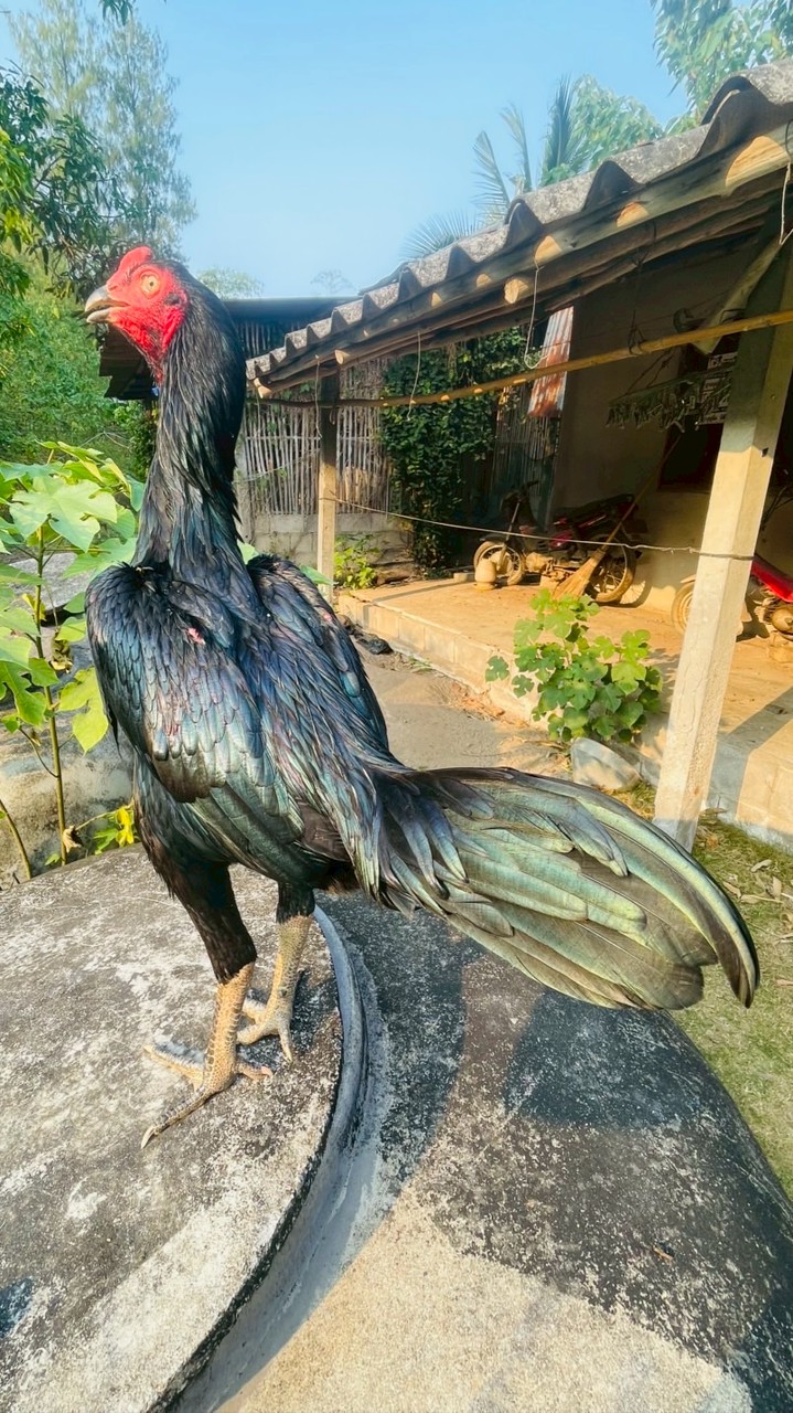เพชรเมืองราช