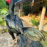 เพชรเมืองราช