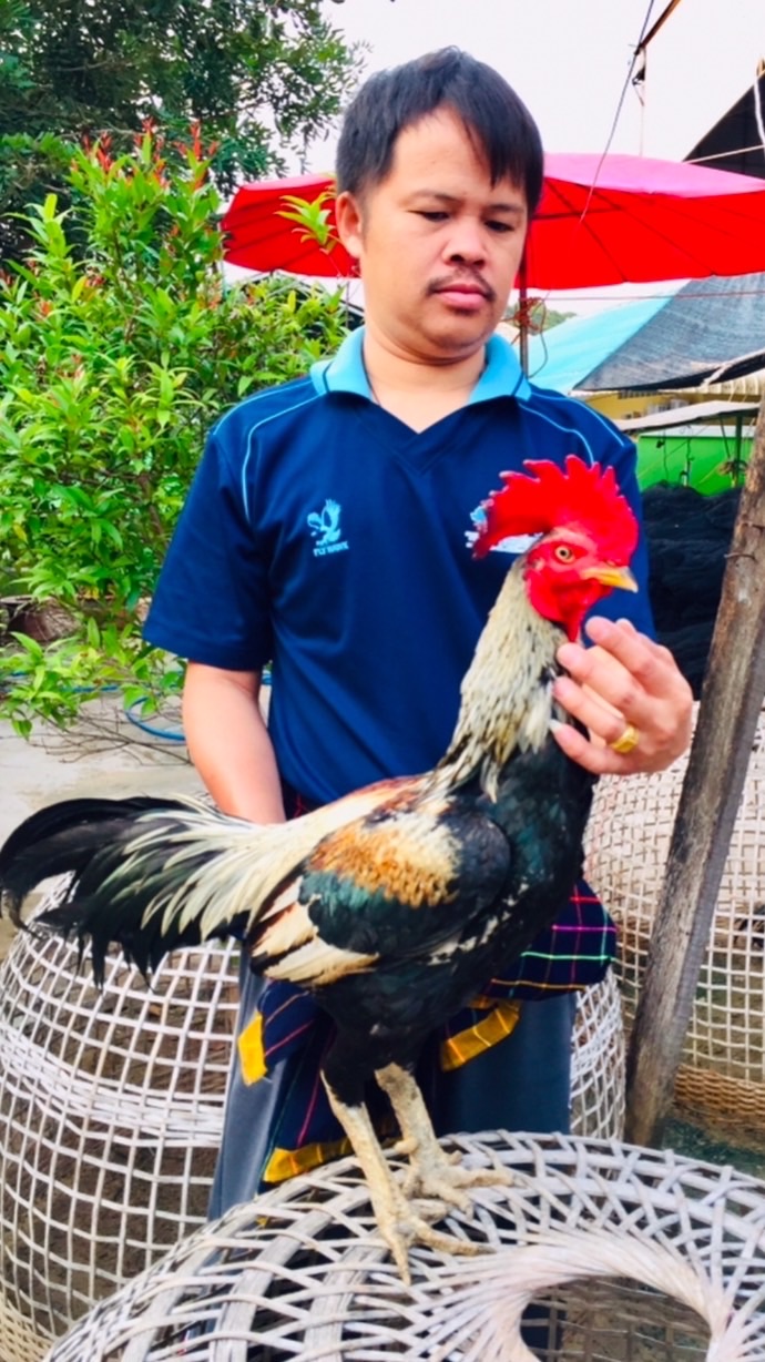 สายชนจริง