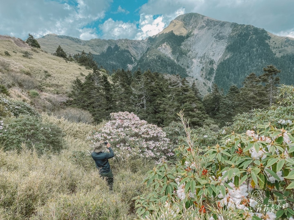 合歡山杜鵑花季 高山杜鵑 玉山杜鵑 賞花景點