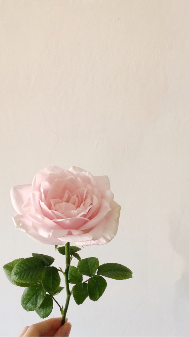 189花坊｜花能量·命智慧·氣韻養