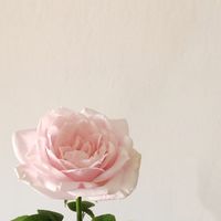 189花坊｜花能量·命智慧·氣韻養