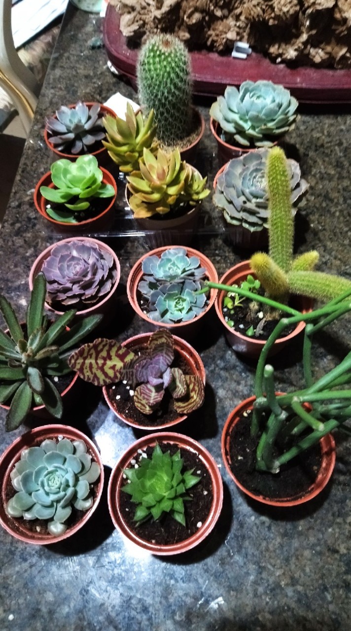 祕密花園