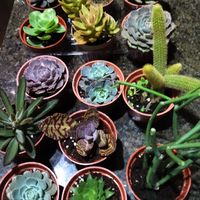 祕密花園