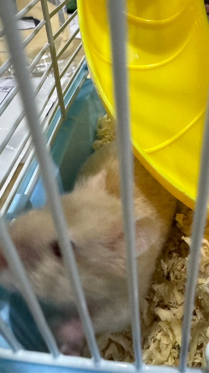 鼠來堡～🐹