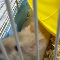 鼠來堡～🐹