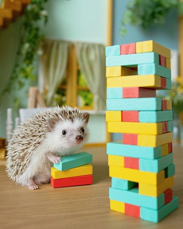 にっこり笑顔のハリネズミに悶絶 神様から怒りん坊にされてしまった動物に安心と癒しを伝えていく