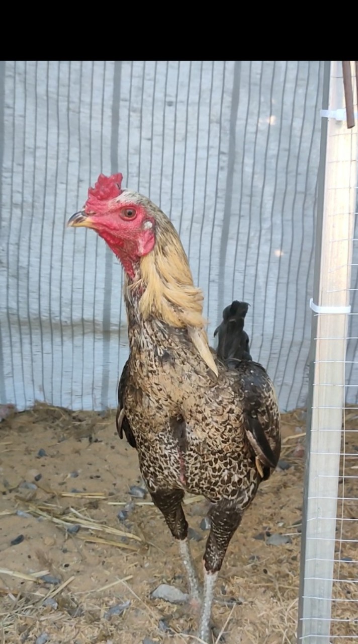 FY farm ไก่ชน