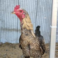FY farm ไก่ชน