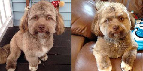 Anjing Ini Punya Wajah Manusia Bukan Hasil Photoshop