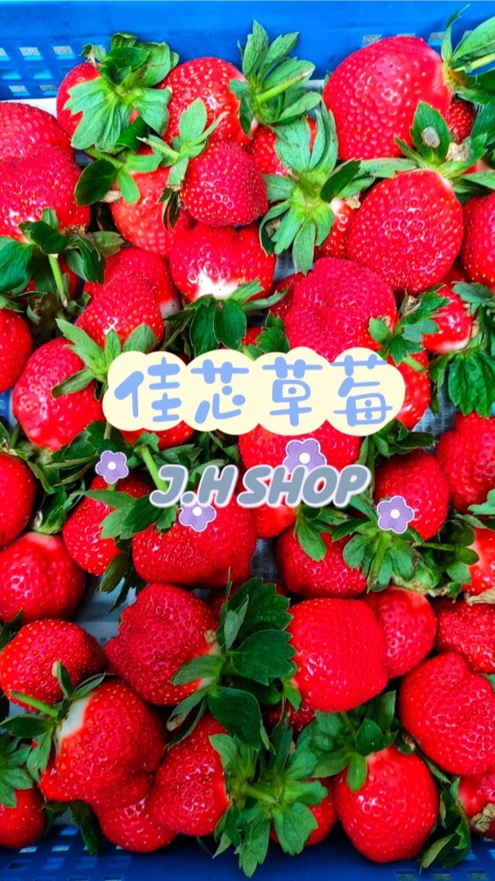 佳芯草莓    #J.H Shop#