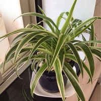 普善藥局健康管理諮詢