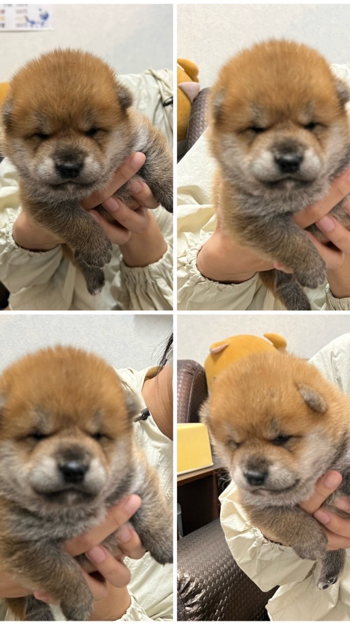 日本柴犬、幼犬出售、認養大狗
