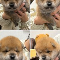 日本柴犬、幼犬出售、認養大狗