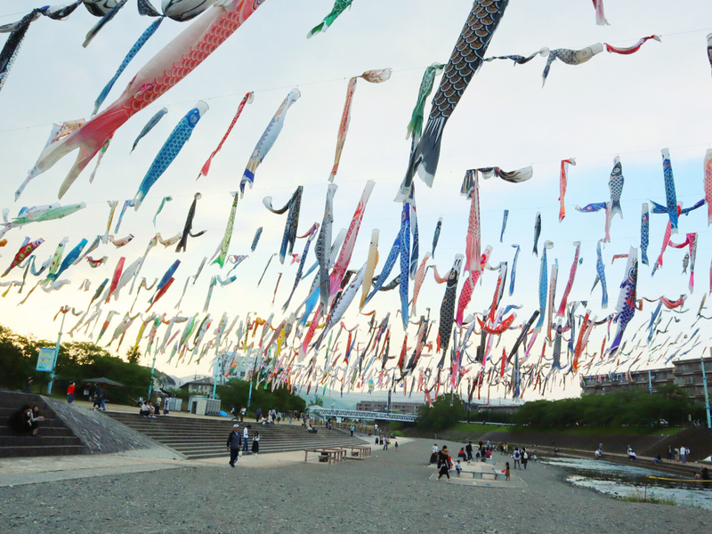 大阪高槻市芥川櫻堤公園 鯉魚旗