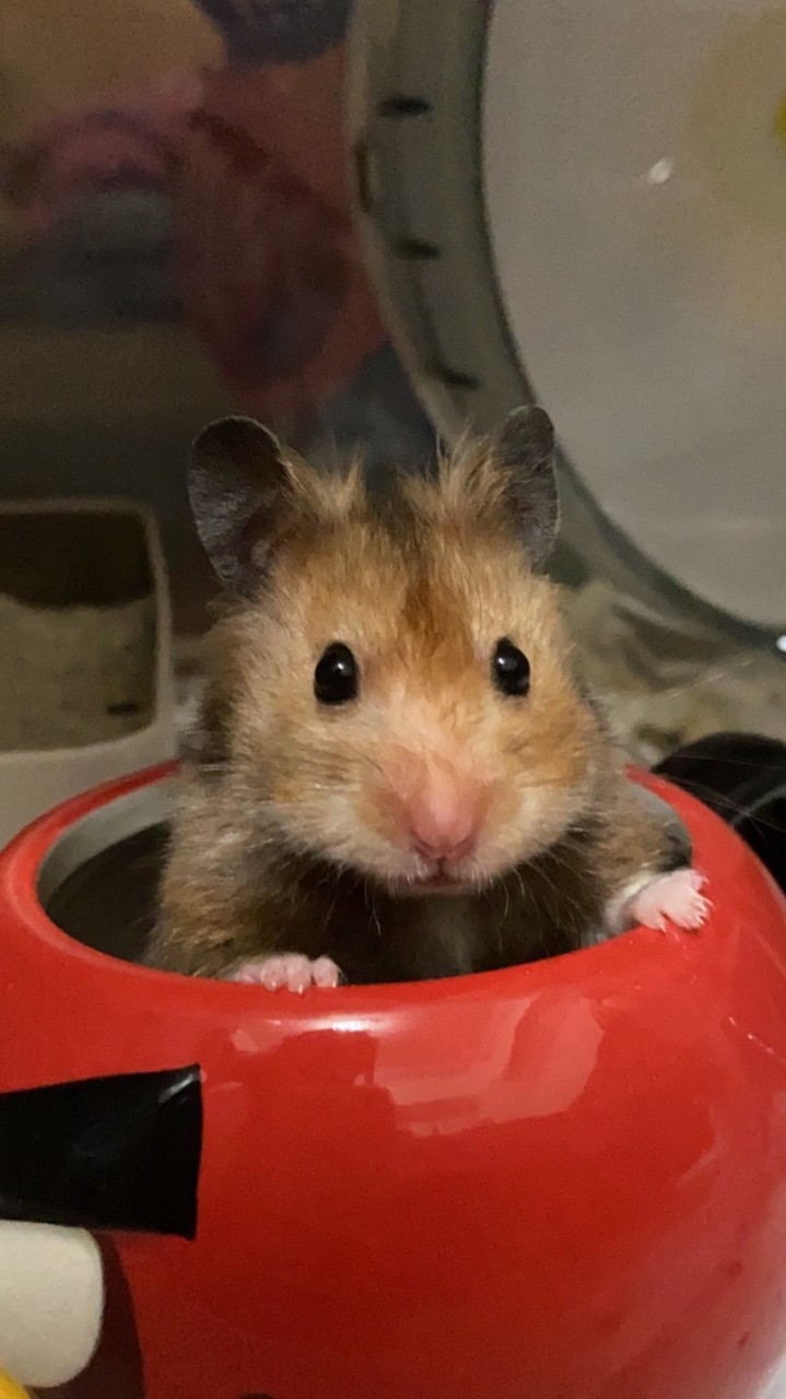 黑糖桂倉鼠本鋪🐹
