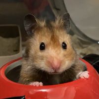 黑糖桂倉鼠本鋪🐹