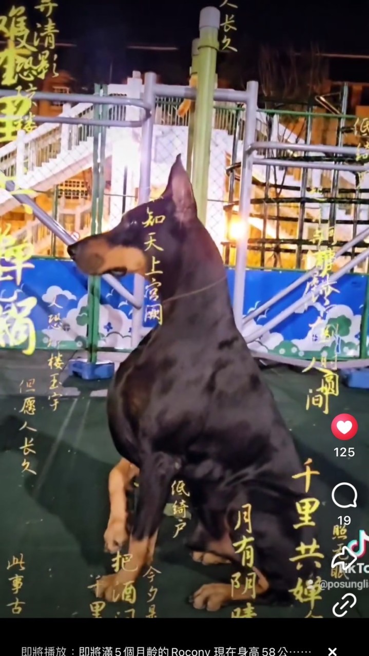 杜賓&羅威拿 專業護衛犬