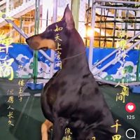 杜賓&羅威拿 專業護衛犬