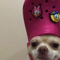 𝐬𝐭𝐮𝐝𝐞𝐧𝐭 𝐝𝐨𝐫𝐦𝐢𝐭𝐨𝐫𝐲 🍪🐮[ 𝐑𝐏 - 𝐀𝐔 𝐓𝐇𝐀𝐈 : 𝐊𝐍𝐘]