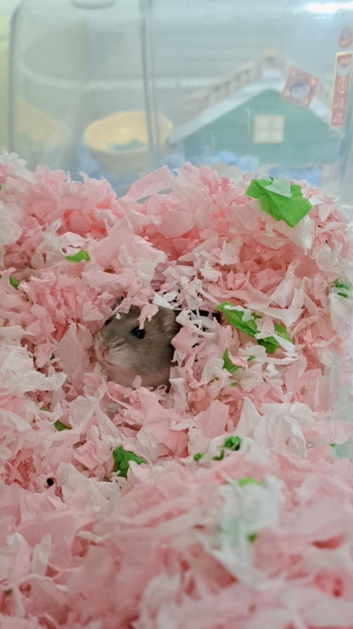 鼠來鼠去🐹倉鼠寵物用品店✨