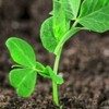 バイナリー無料配信seeds【全トレーダー配信】