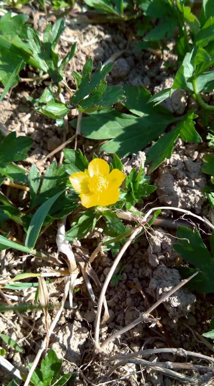 ゆるっとみんなで温泉村