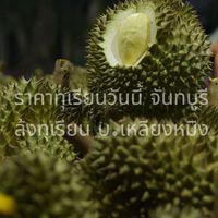 ราคาทุเรียนวันนี้เหลียงหมิง-จันทบุรี