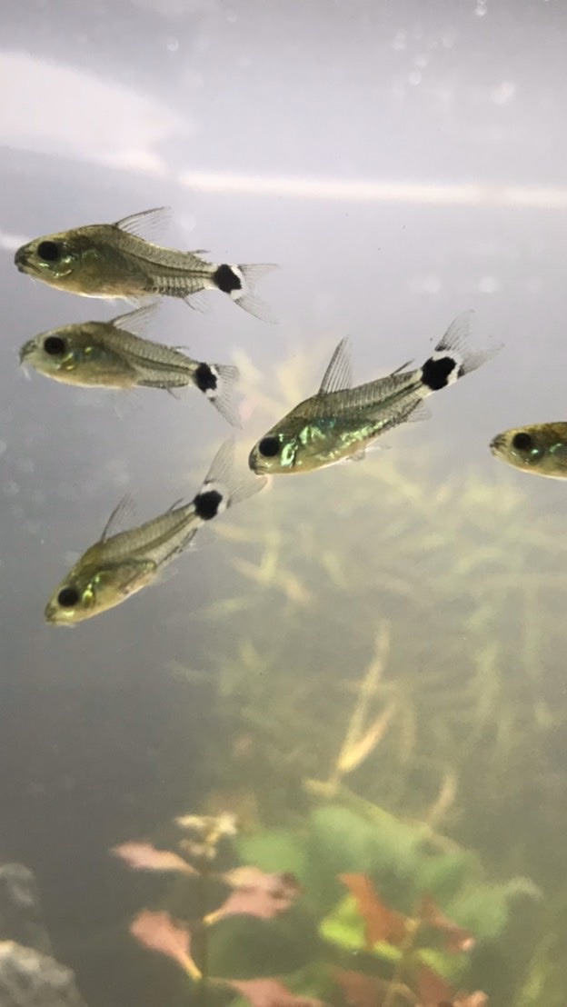 🐠コリ、プレコ等の底モノ魚好き大集合🌠ソコモノ魚飼育者ならOK👌