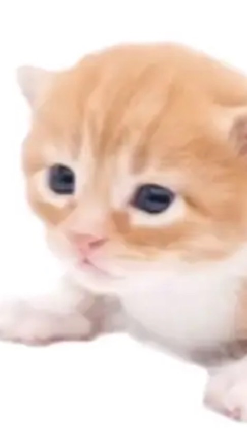 こりこりのちーむ