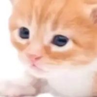 こりこりのちーむ