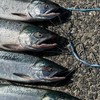 北海道アキアジ釣り情報交換場