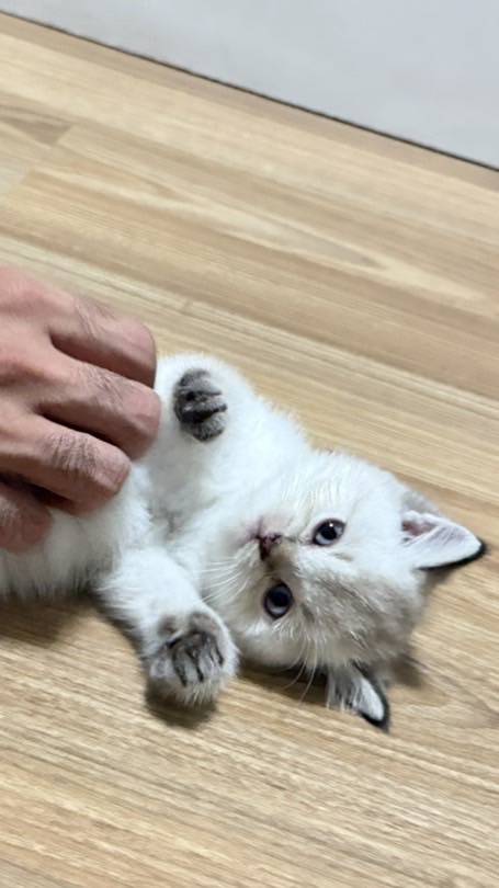 babytailly