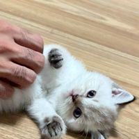 babytailly
