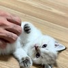 babytailly