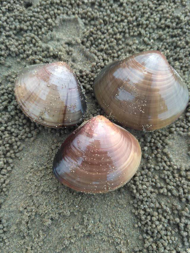 9 Jenis Kerang Yang Aman Dikonsumsi Mana Yang Jadi Favoritmu Merdeka Com Line Today