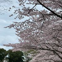 ‎みんな愉快な仲間たち