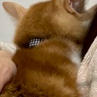 シン・ゆーそら派(雑談オプ)