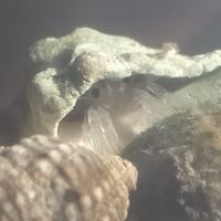 エビ･カニ･ヤドカリ図鑑