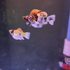 Zam-Ts.Balloon fish molly