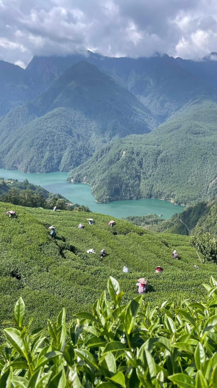 百年老店—-銘泰茶行