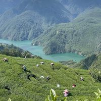 百年老店—-銘泰茶行