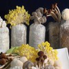 “鮮採菇菇”嚴選農特產購物交流平台