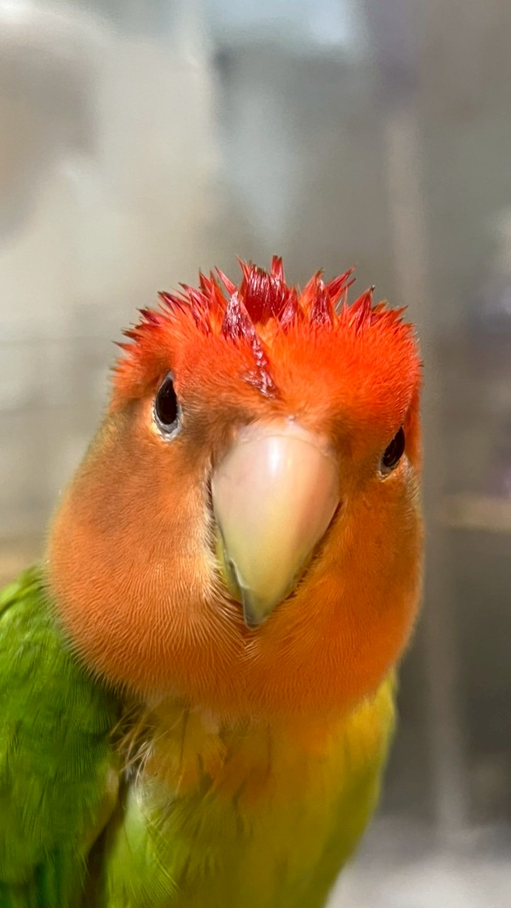 716班群（峽中）