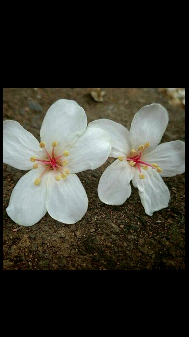 親親玫瑰花園🌹