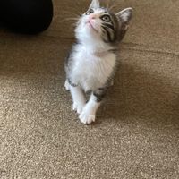 脊髄小脳変性症の方•家族の方と話したい