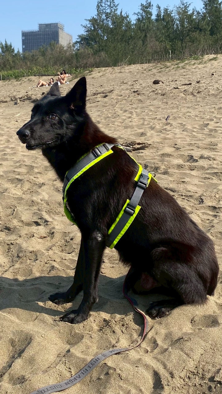 已結案.找到了～福福走失協尋