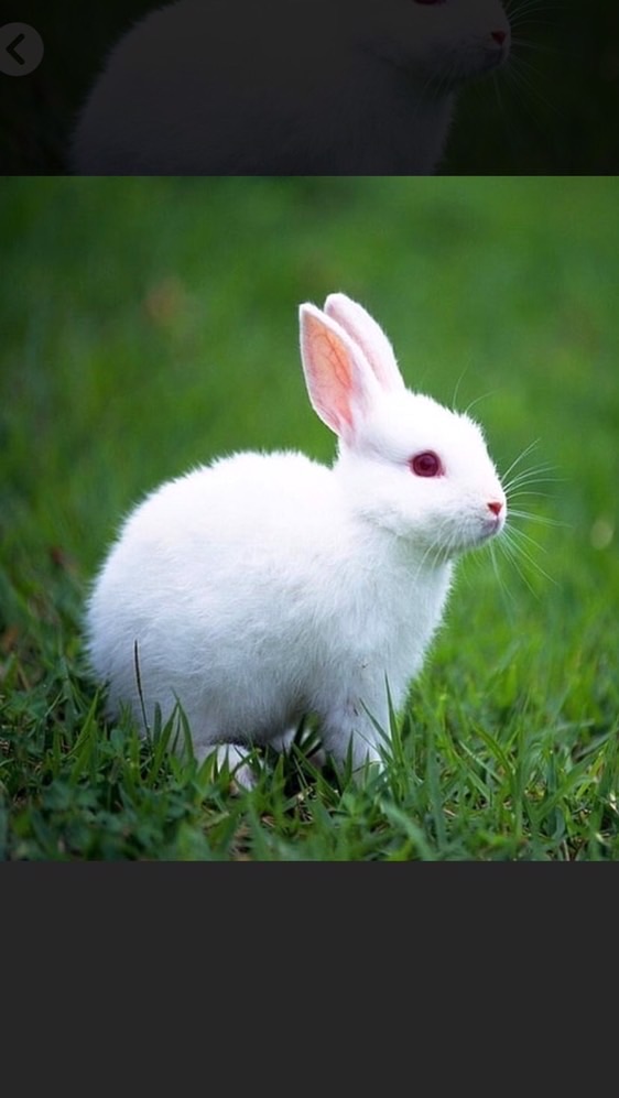 🐰放射線技師の　　お仕事紹介🐰